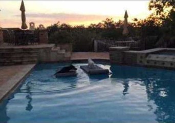 Doberman Puppy Jumps Into Pool Trying to Be With Maltese