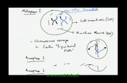 FSc Biology Book2, CH 21, LEC 5: Meiosis 1 and Meiosis 2