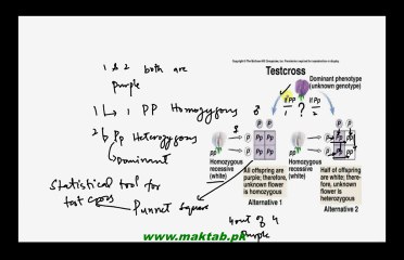 FSc Biology Book2, CH 22, LEC 3: Mendel's Laws of Genetics, Punnet Square and Test Cross