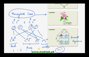 FSc Biology Book2, CH 22, LEC 5: Dominance Relations in Genetics