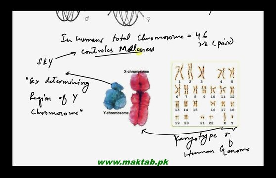 FSc Biology Book2, CH 22, LEC 9: Sex Determination in man animals and plants.