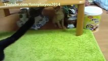 Funny videos - Funny videos cats 2014 - Funny Cats 2014 - Funny animals - funny dogs - funny pranks(Risingformuli)