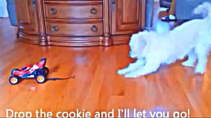 Funny videos - Most funny baby in 2014 - funny vines - baby compilation 2014(Risingformuli)