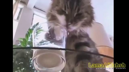 Funny videos 2014 - Funny Cats - Best Funny Fails Compilation Fail Funny 2014(Risingformuli)