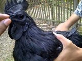 Poulet tout noir : Ayam Cemani