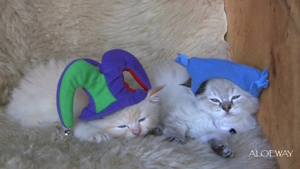 Sleepy hat kittens - Aloeway