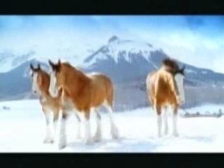 Budweiser Clydesdale Snowfight