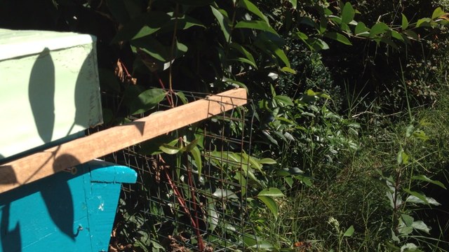 Des frelons en embuscade devant une ruche