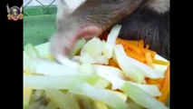 Dünyanın en tembel hayvanının yemek yemesi
