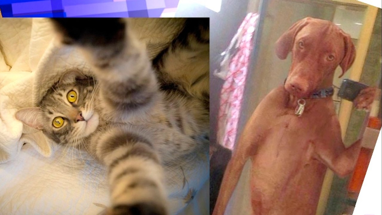 Make Your Pet A Selfie Superstar
