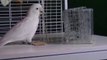 Goffin Cockatoos Exhibit Ability To Make Tools