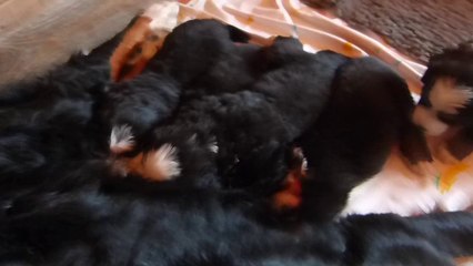 3 sept femelle jaune