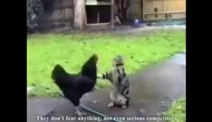 Rencontre avec Les Chats Ninja