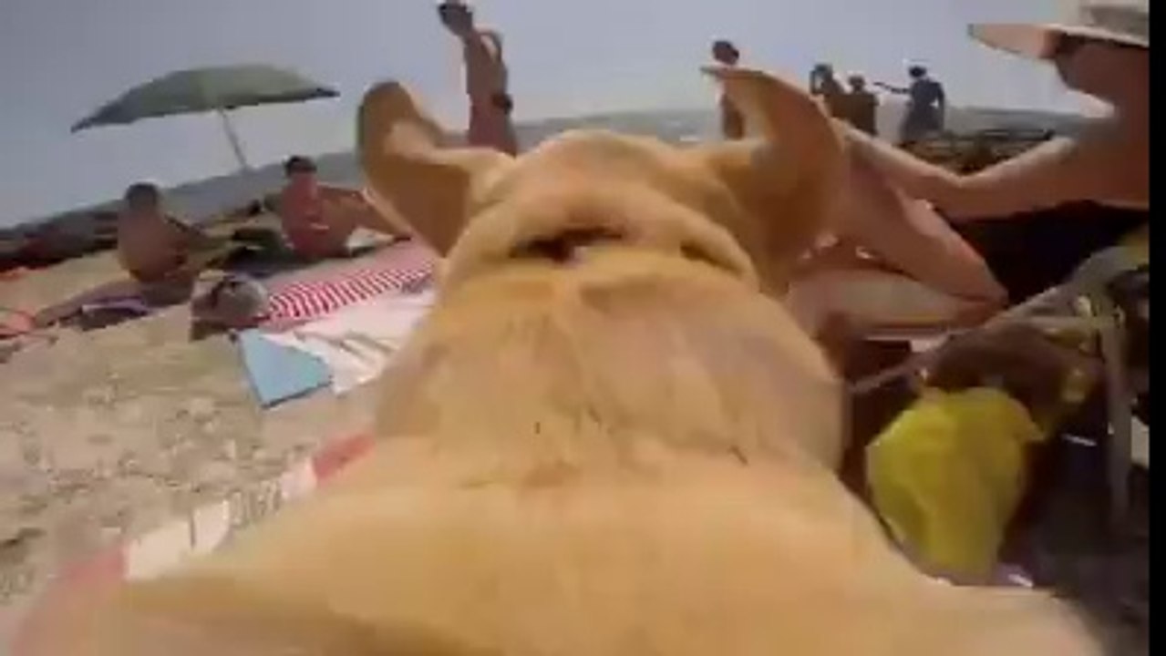 Dog GoPro Experience
