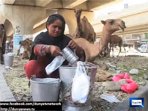 Dunya News - Health Benefits of Drinking Camel Milk