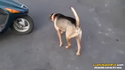 Motosiklette Oturacağı Yeri Bilen Köpek