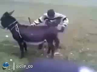 راعي يشغل الحمار