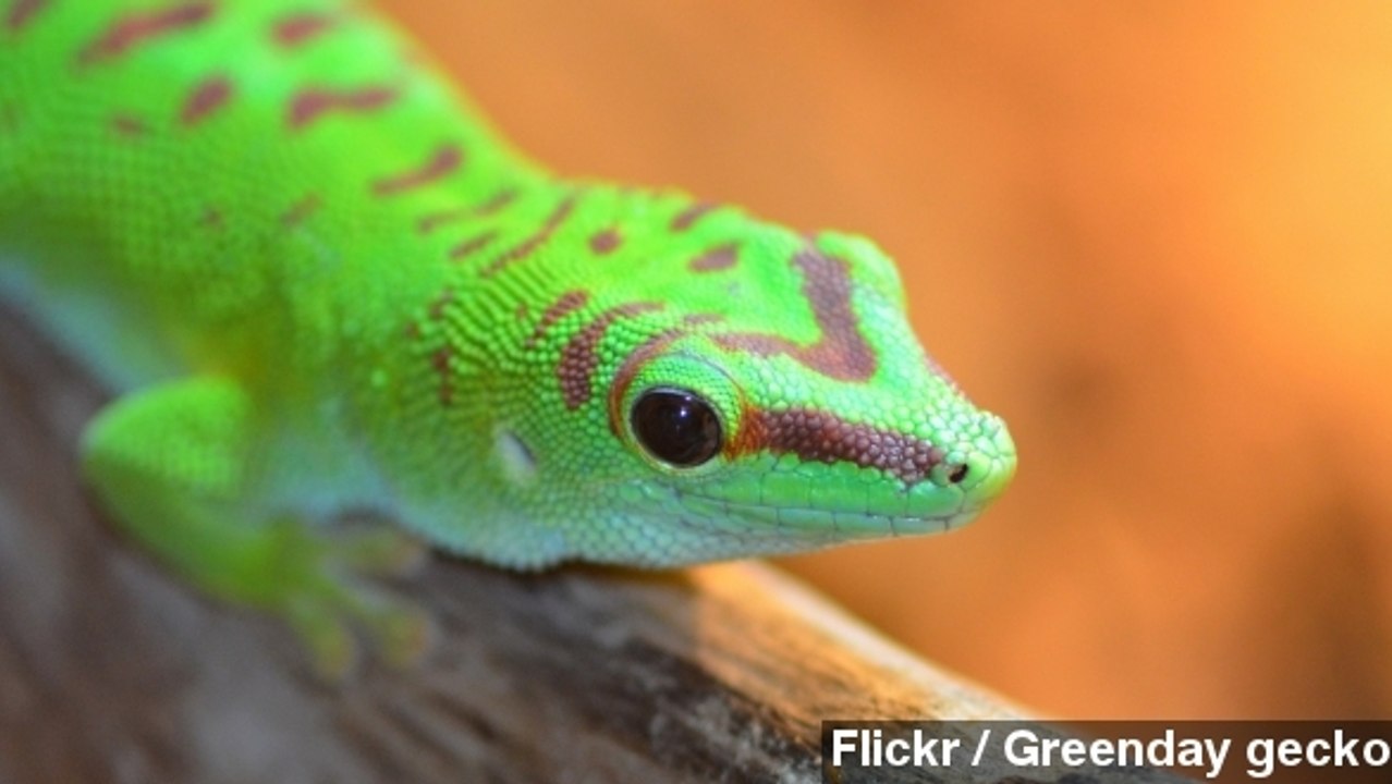 Russian Zero-Gravity Experiment Killed The Sex Geckos