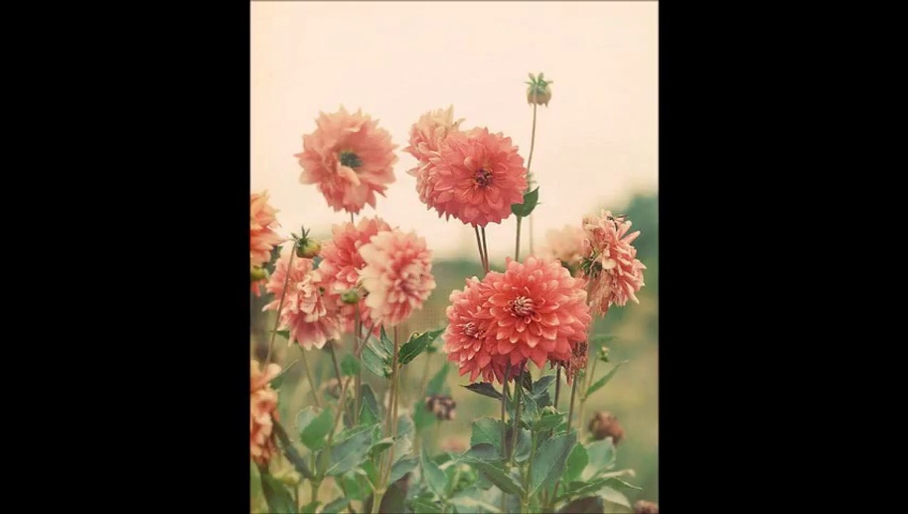 درر