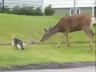 Cesaretin Varsa Dokunsana Yavrusuna