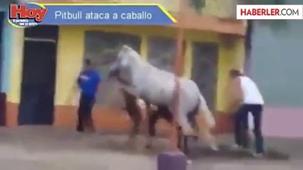 Pitbull Yolun Ortasındaki Ata Saldırdı