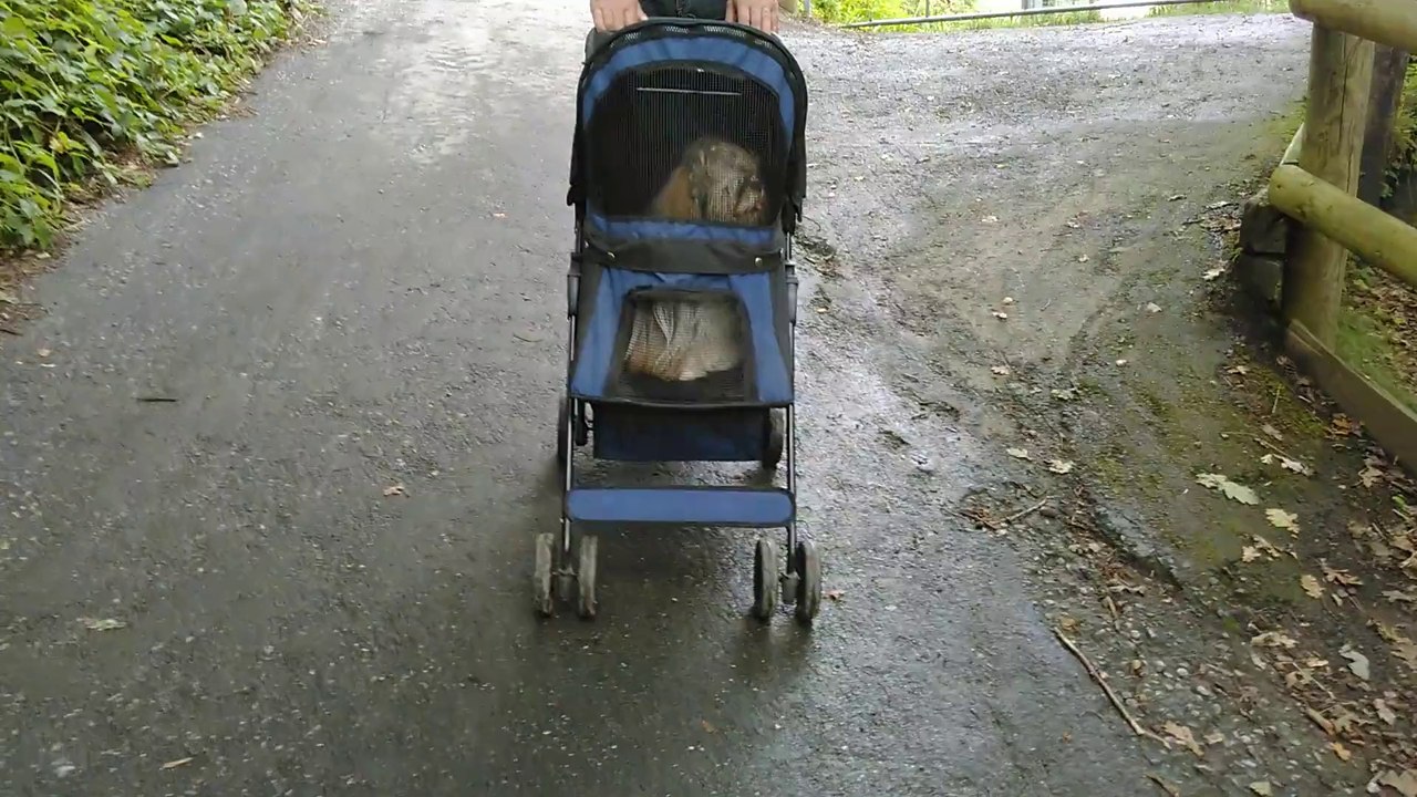 Ines se promene au parc animalier de Bouillon