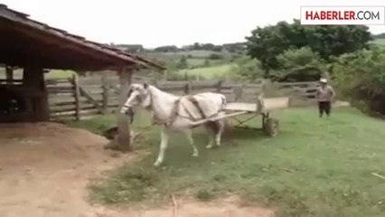 Tek Manevra İle Kendini Park Eden At