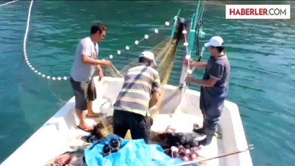 Kastamonulu balıkçıların yüzü gülüyor