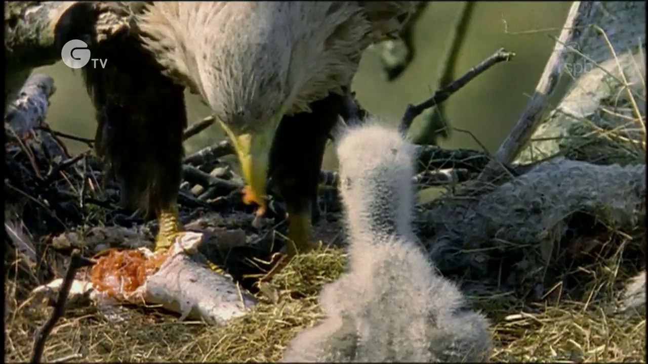 Sea eagles: White-tailed eagles of Skye