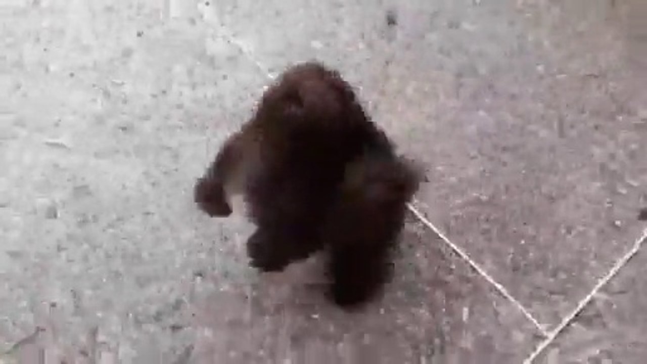 Ce chien déteste les souffleurs de feuilles!