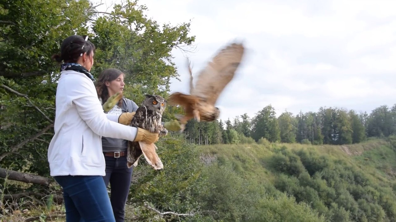 Lâcher d'un couple de Hiboux grand-duc dans le Haut-Doubs (Est Républicain)