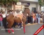 Gangnam Style dansı atlara da bulaştı