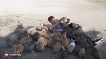 Un homme couvert de lapins!