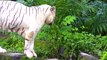Omar, the last remaining white tiger in the white tiger habitat at the Singapore Zoo