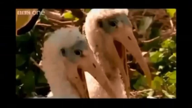 Funny Animals and Doing Crazy Stuff - Funny Videos, Funny Fails, Funny Vines, Funny Pranks 2014