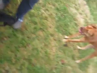 Chihuahua vs Boerboel Mastiff