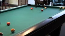 FUNNY VIDEOS_ Funny Dog Plays Pool Compilation - Funny Dogs - Funny Pranks- Fail Compilation