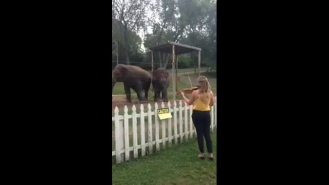 Elephants Dancing to Violin ! Adorable