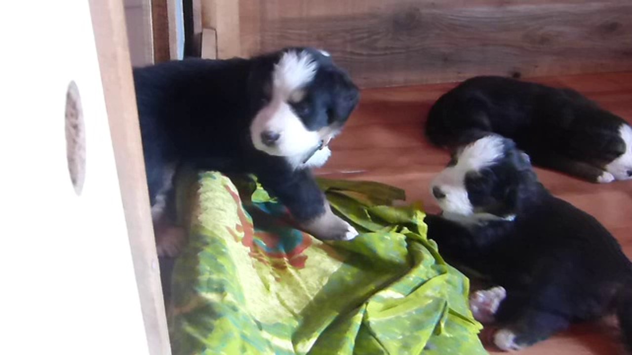 4 sept bébé vert