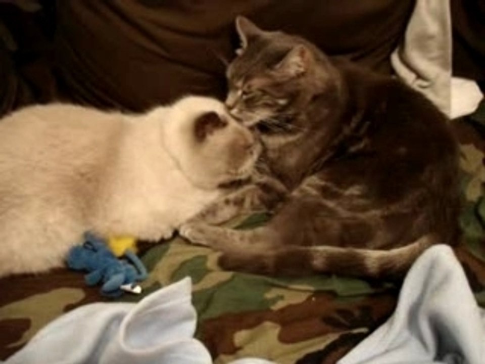 Rudy licks Winston