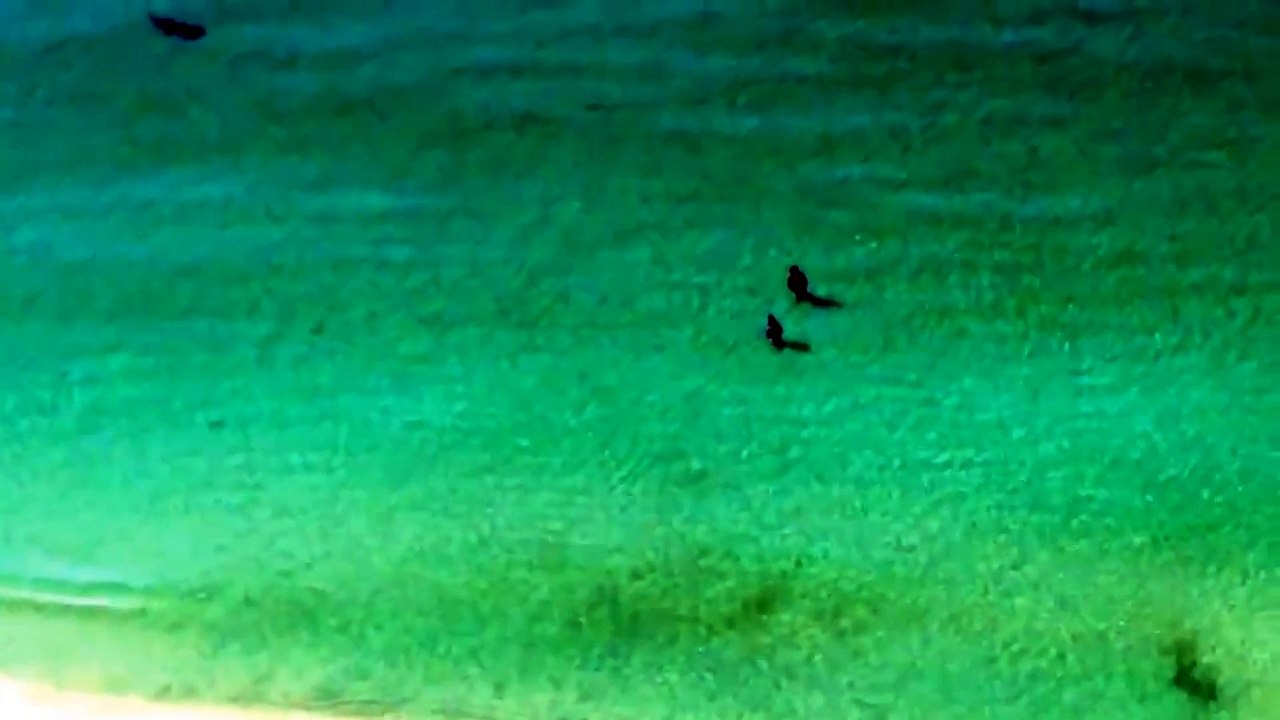 Un requin marteau frôle deux baigneurs en Floride
