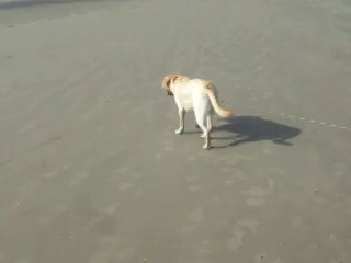 Honey à la mer (De Panne) - Le 03/09/2014 (2)