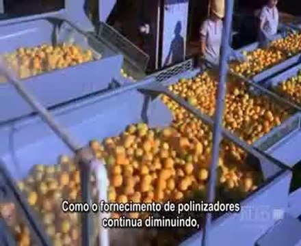 EXTINÇÃO DAS ABELHAS