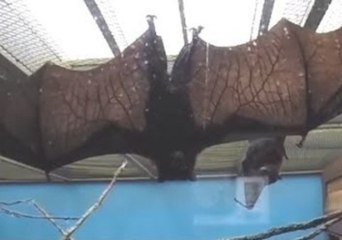African Fruit Bat Spreads His Wings for the Camera