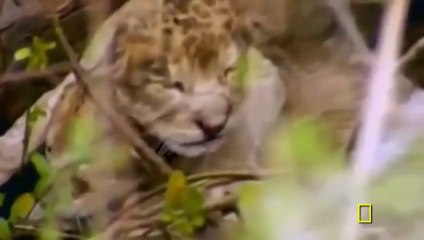 National Geographic Documentary - Super Killing Machines - Lions and More!