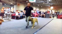 international dog show classe jeune male boss bull canario murdock