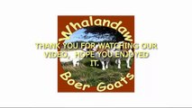 Whalandaw Boer Goats West Yorkshire | Boer Goats For Sale | South African Boer Goats