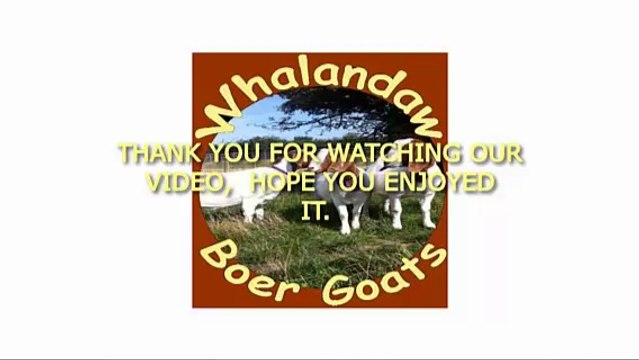 Whalandaw Boer Goats West Yorkshire | Boer Goats For Sale | South African Boer Goats