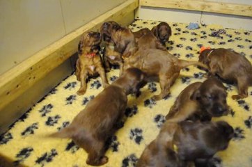 CHIOTS "Houston of The Trav'lin Star&Flavy de l'Anneau du Kerry"