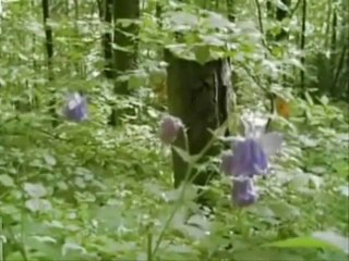 ERDEN ADLAY EY AŞIKİ DİLDARE (İLAHİ)